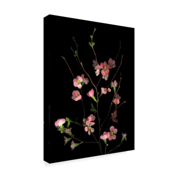 Susan S. Barmon 'Flowering Peach Quince' Canvas Art,14x19